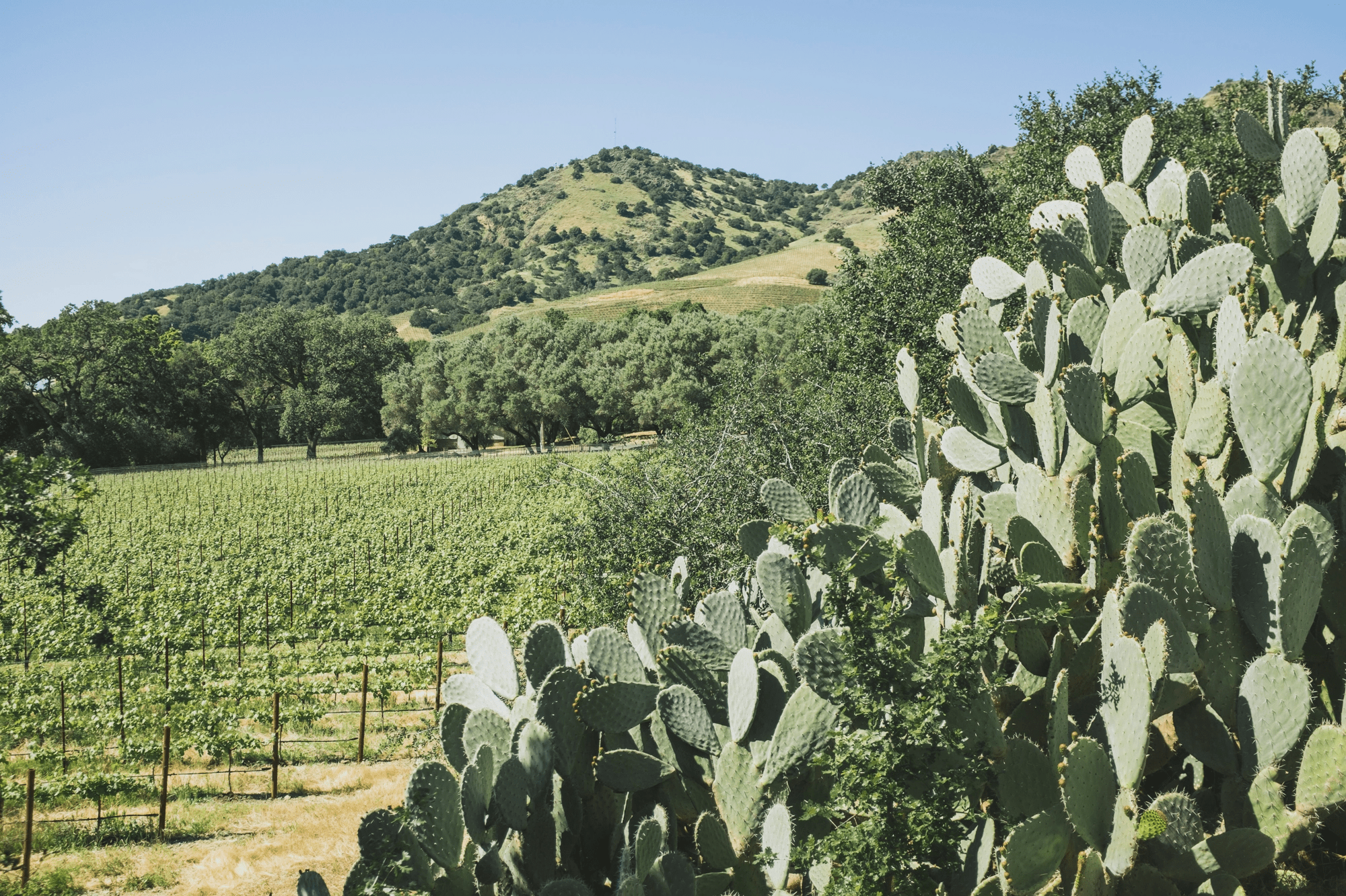 Stag's Leap Wine Cellars