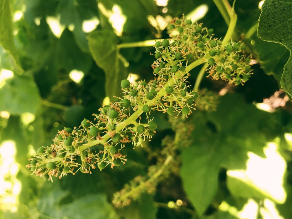 wine grape flowering fruit set