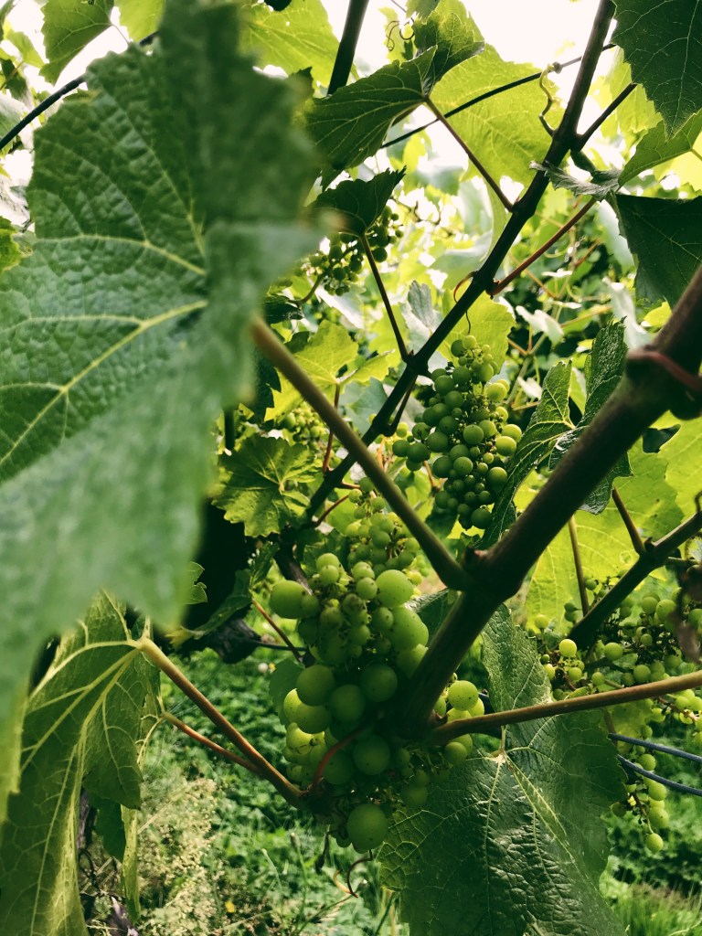 Vancouver BC Wine Trail