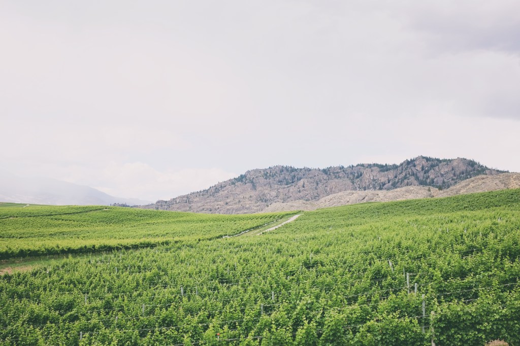 Golden Mile Bench, Okanagan Valley